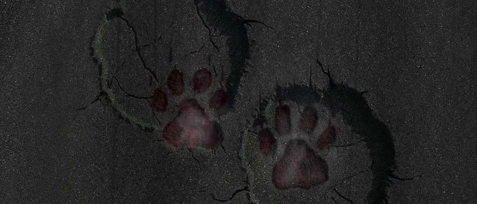 Elephant footprints over cat footprints