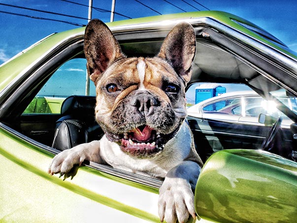 Dog hanging out of passenger window of a Dodge vehicle